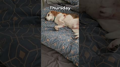 Meet the world's laziest beagle and his very busy napping schedule