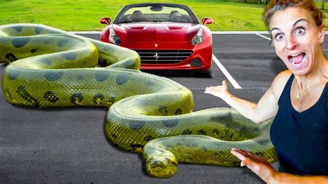 Are these snakes over 20 feet - breaking down the measurement