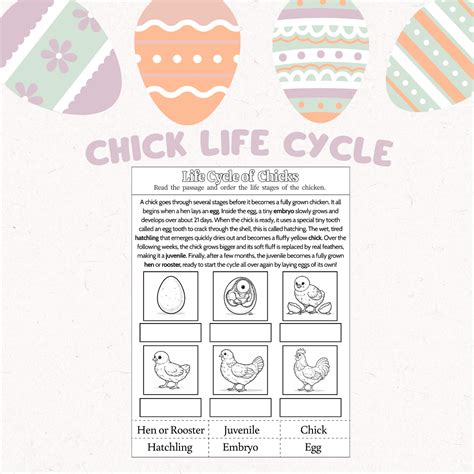 Life Cycle of Chicks - Free Printable Worksheet | AAKollective