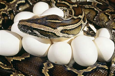 The Snake That Lays Up to 80 Eggs and Shivers to Warm Them - A-Z Animals