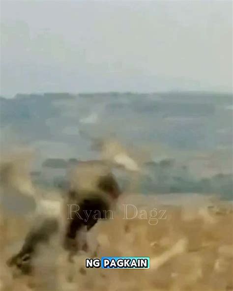 Ryan N. Dagohoy - ANG ALIBUGHANG ANAK. Ang kwento ni... | Facebook