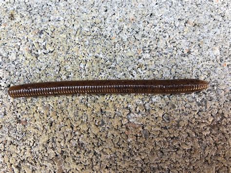 3.75” Nightcrawler by River Rock Custom Baits | Soft Plastics | Tackle.net