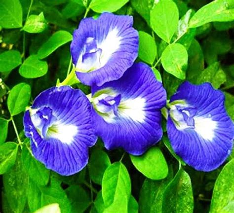 buddingbeauty Aparajita/ Butterfly Pea Plant Price in India - Buy ...