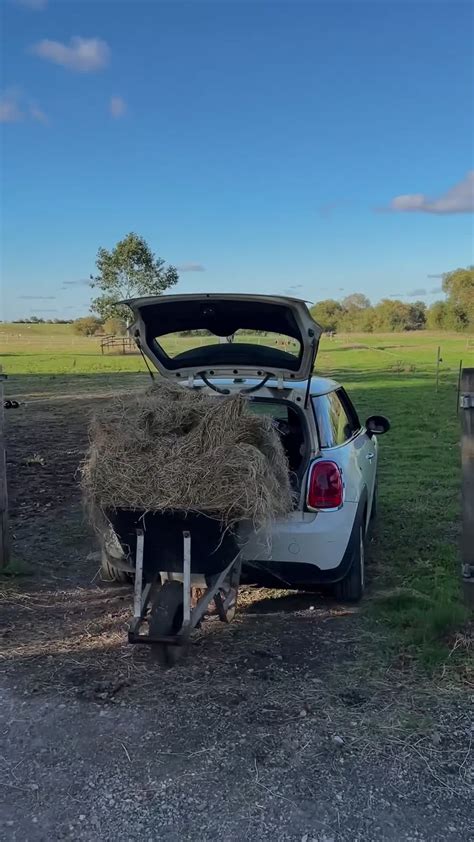 The most beautiful Cavapoochon Puppies for sale in Tarporley | Pets4Homes