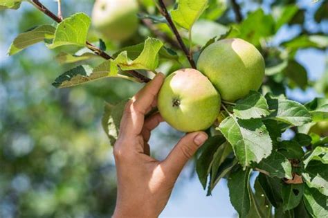 Gardening expert names exactly the best time to prune apple trees - The ...