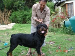 Standard Schnauzer|Fip Todo Dogs Or Puppies for sale in South Africa ...