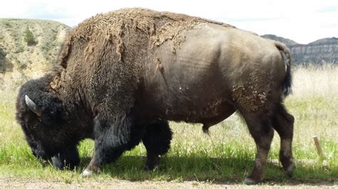 ND QSO Party · Red River Radio Amateurs