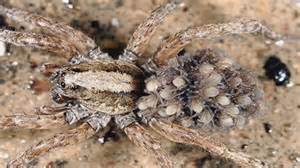 25 animals that use camouflage and can potentially fool you