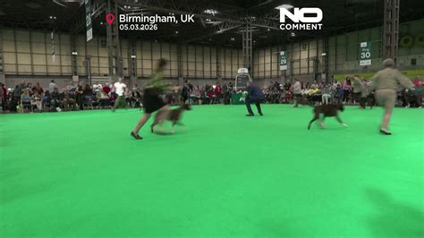 UK: Crufts opens in Birmingham with more than 20,000 dogs