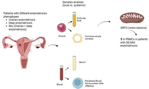 Exploring Oxidative Stress in Different Endometriosis Phenoptypes ...