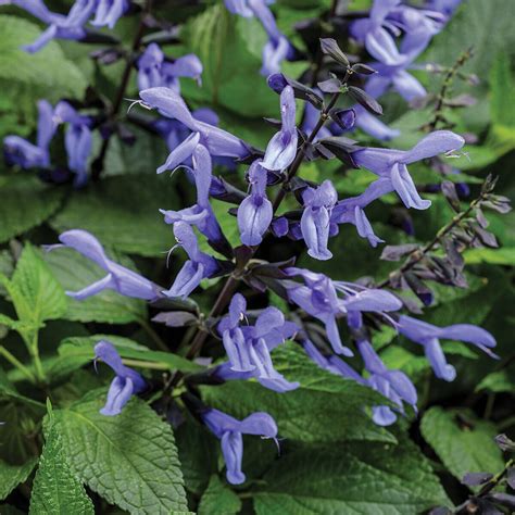 Salvia x Rockin' Blue Suede Shoes Proven Winners Sage | SiteOne US