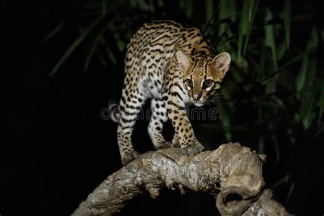 197 Photos de Rare Ocelot - Photos de stock gratuites et libres de ...