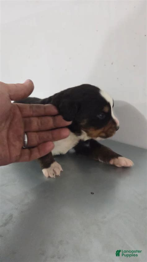 Bernese Mountain Dog Puppy 1 Bernese Mountain Dog for sale in New Paris ...