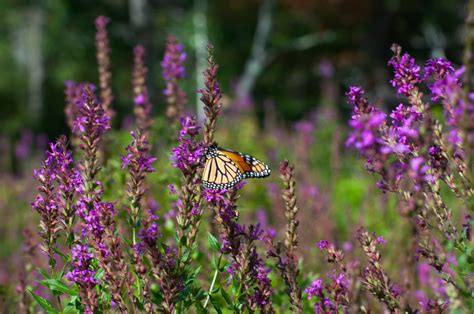 Mohonk - Spring Farm Sunset by Charles Murphy | Facebook