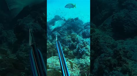 Giant trout #spearfishing #fishing #freediving