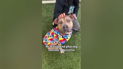 Scoob 244378 found eating trash outside of a pizzeria - YouTube