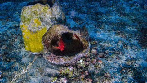 First Photos of New Amazon Coral Reef System Released | National Geographic