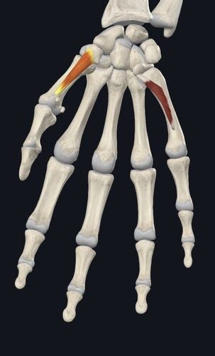 Intrinsic hand muscles Flashcards | Quizlet