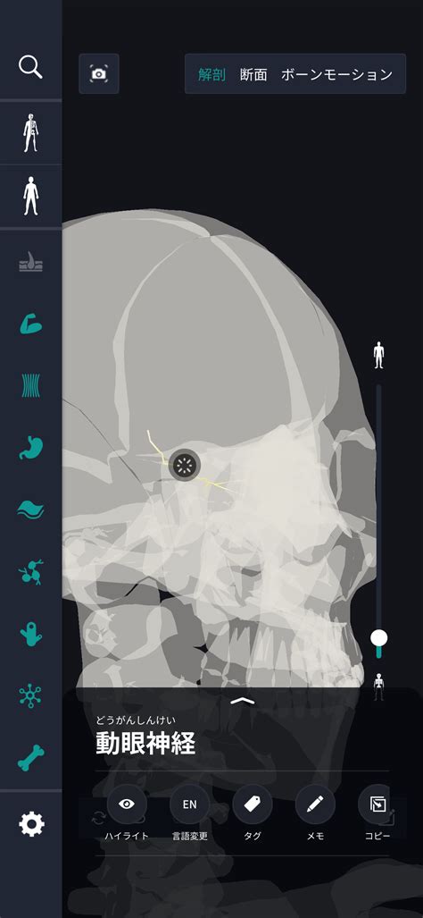What is the oculomotor nerve? Explain how to study human anatomy ...