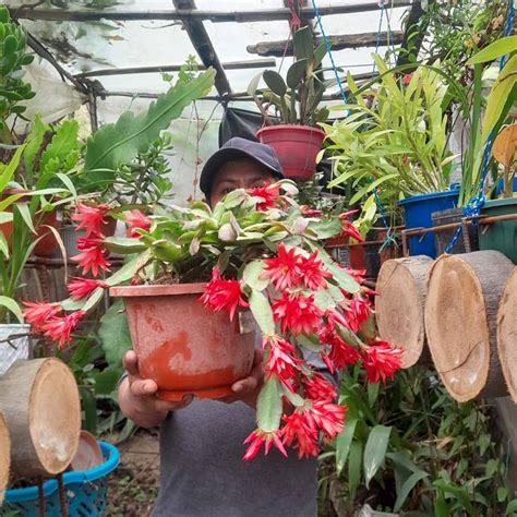 Esta máquina es completa para cosechar zanahoria #Tractor #Tractores # ...