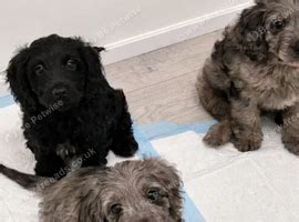F1 Cockapoo Puppies Available in Warrington on Freeads Classifieds ...