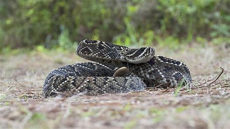 Eastern Diamondback Rattlesnake