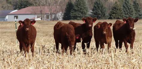 NDSU Animal Sciences at NCBA Convention & Trade Show