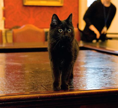 Cabinet Office cat requires urgent surgery after falling from cabinet and dislocating toe ...