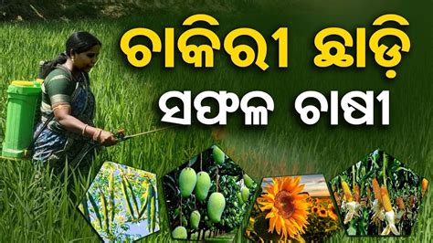 ଚାକିରି ଛାଡ଼ି ଚାଷ କଲେ, ଏବେ ଲକ୍ଷପତି | Farming Success | Odisha Reporter