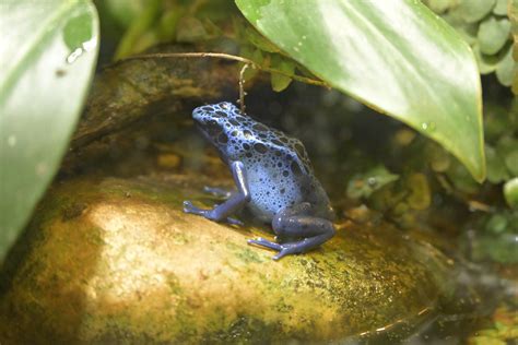Unseen New World - Dyeing Poison Dart Frog (Dendrobates tinctorius ...