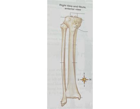 Label the Right Tibia and Fibula (Anterior View) Quiz
