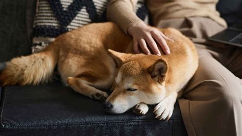 Hernia discal en perros: signos de alerta, tratamiento y secuelas