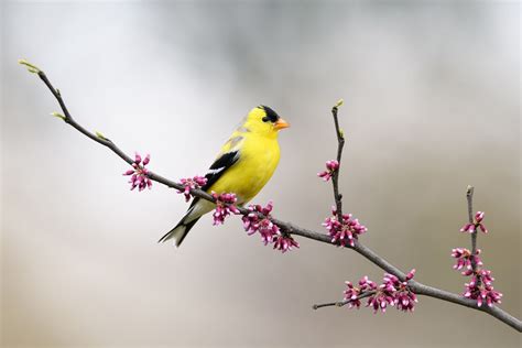 Spring Migration Hike, 185 E. Flat Hill Road, Southbury, CT, United ...