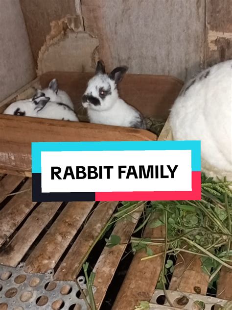 senangnya melihat keluarga kelinci ini, lucu lucu menggemaskan 🥰🐰🐰 ...