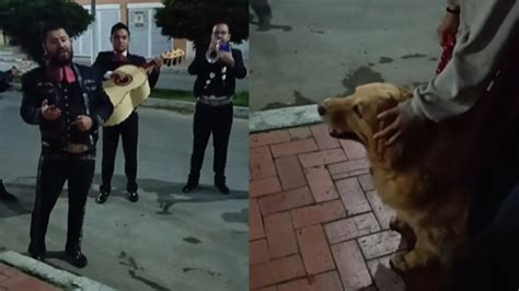 Perrita golden retriever recibió serenata de mariachis antes de que le ...