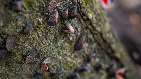 Map reveals 18 states at risk of invasive insects as they spread across the US