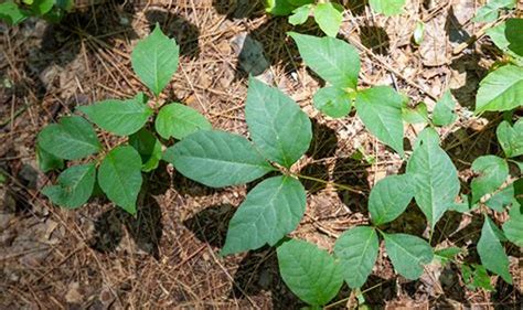 How to Identify Poison Ivy
