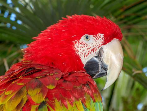 Scarlet Macaw Facts: The Vibrant Rainforest Icon - Animals Discovered
