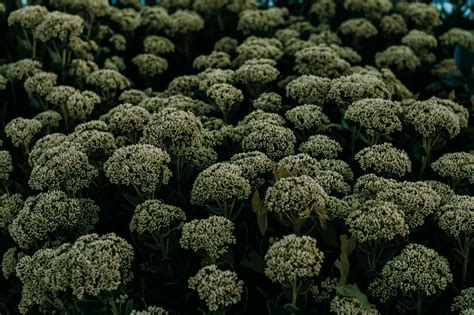 7 Longest-Living Plants to Enhance Your Home Landscape - Crafting Your Home