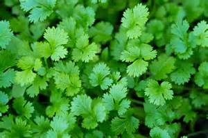 How to store cilantro in the refrigerator and freezer