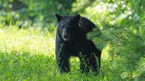 Southwest Ohio has had 6 black bear sightings in 10 days. Here's why