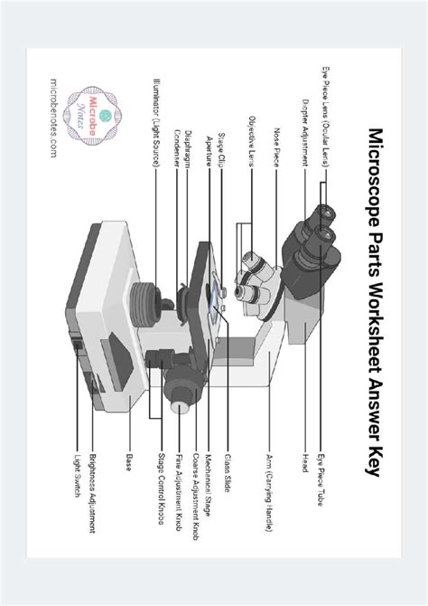 Microscope Parts Worksheet Answer Key (BIO 202) - Studocu