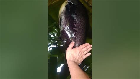 actual size of my monster pacu fish - YouTube