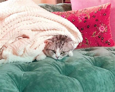 Taylor Swift's Cutest Photos with Her Cats, Benjamin Button, Olivia and ...