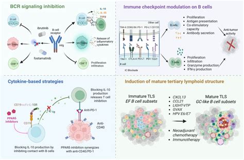 Spatial and phenotypic plasticity of B cells in remodeling the tumor ...