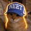 neetcat Price, NEETCAT Price, Live Charts, and Marketcap - Coinbase India