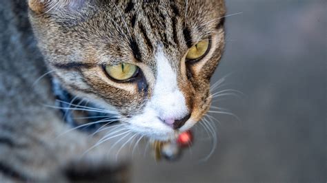 The Cats of University Heights: Zigi – 5 Minutes with Joe