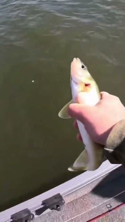 Spring Walleye Run in Fremont!!! #walleyefishing #wisconsin #walleye # ...