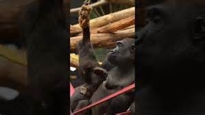 Baby gorilla plays joyfully alongside attentive mother