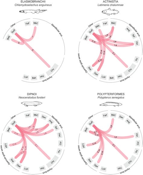 Early evolution of the gular musculature and its innervation in ray‐finned fishes - Datovo - The ...